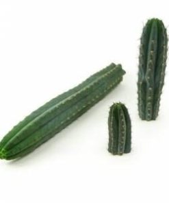 San Pedro cactus Peruvianus