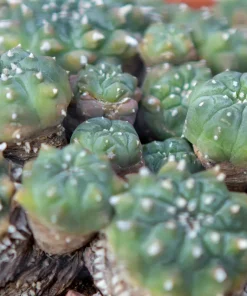 peyote seed