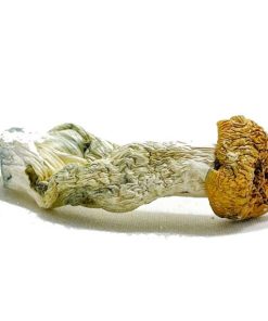 Aztec Gods Magic Mushroom