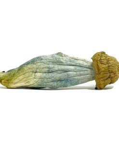 Blue Meanie Magic Mushrooms