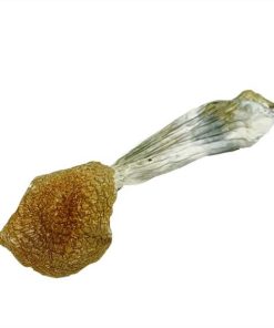 African Transkei Magic Mushrooms