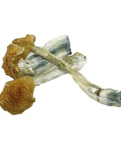 African Transkei Magic Mushrooms