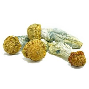 Blue Meanie Magic Mushrooms