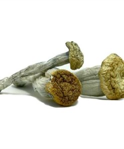 Yeti Magic Mushrooms