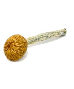 Cambodian Mushrooms