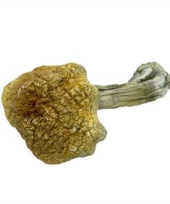 Costa Rican Magic Mushrooms