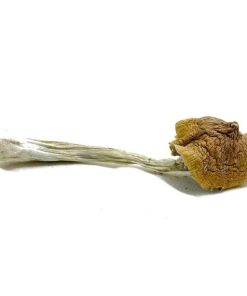 Ecuadorian Magic Mushroom