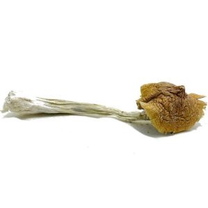 Ecuadorian Magic Mushroom