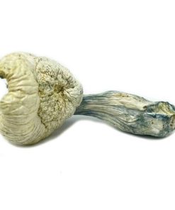 Great White Monster Magic Mushrooms