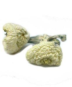 Great White Monster Magic Mushrooms
