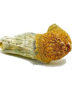 Penis Envy Magic Mushrooms 570x570 1