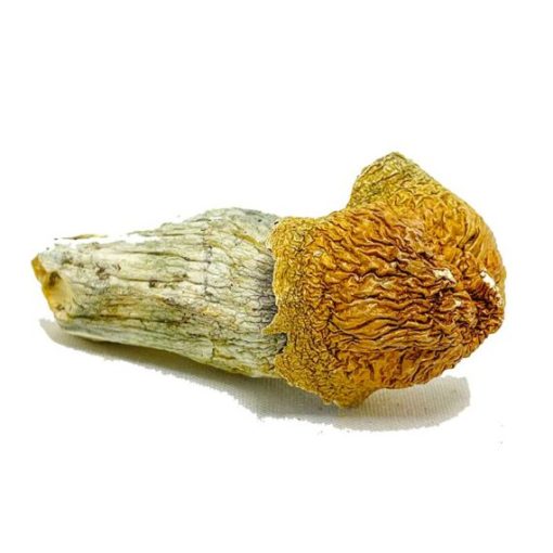 Golden Teacher Magic Mushrooms - Image 4