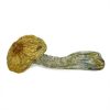 Stargazer Magic Mushrooms