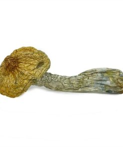 Stargazer Magic Mushrooms