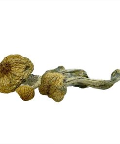 Stargazer Magic Mushrooms
