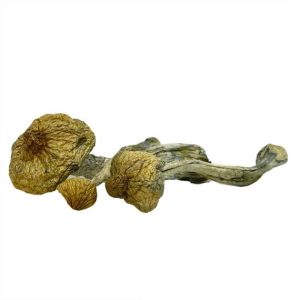 Stargazer Magic Mushrooms