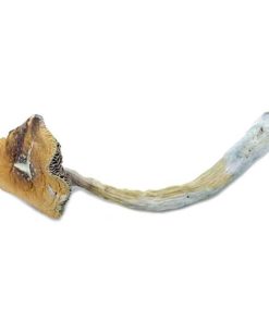 Texas Penis Envy Magic Mushrooms