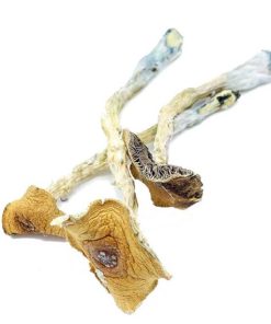 Texas Penis Envy Magic Mushrooms