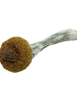 Thai Tanic Magic Mushrooms
