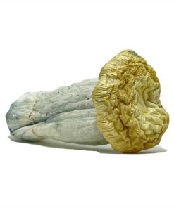 Yeti Magic Mushrooms