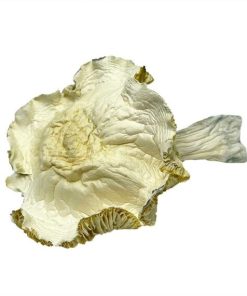 Albino Roller Coaster Magic Mushrooms
