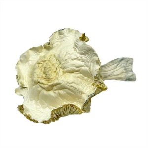 Albino Roller Coaster Magic Mushrooms