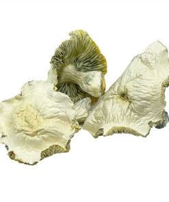 Albino Roller Coaster Magic Mushrooms