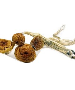 Blue Angel Magic Mushrooms