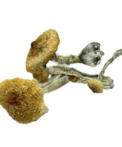 Costa Rican Magic Mushrooms
