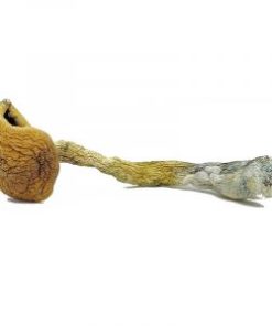 Golden Teacher Magic Mushrooms