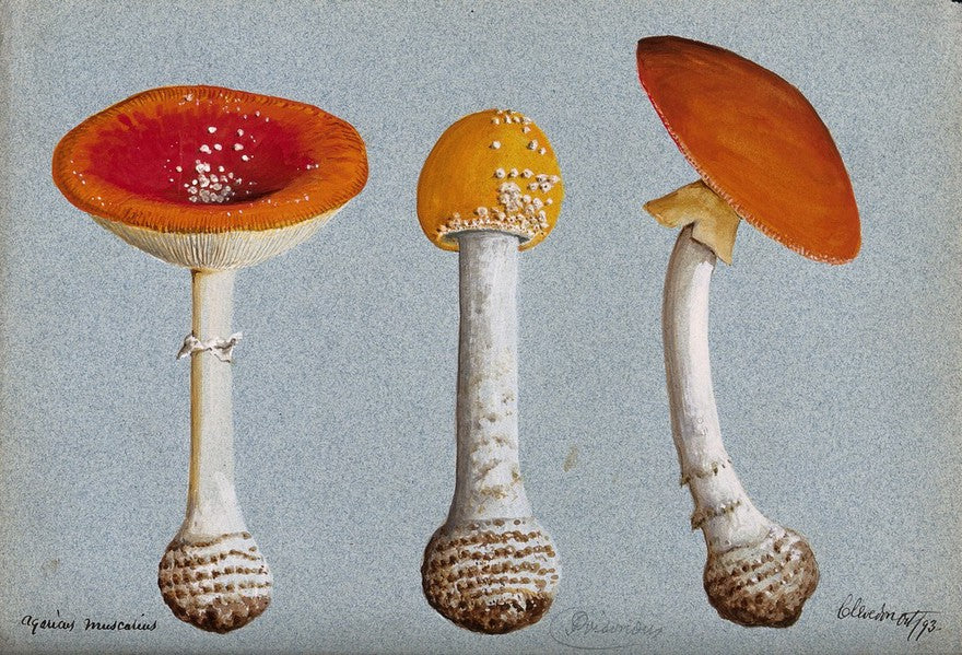The History of Amanita Muscaria 2 image 2