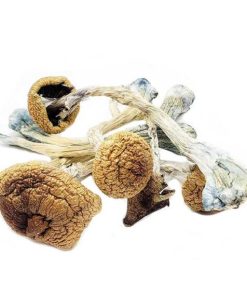 Penis Envy 6 Magic Mushrooms