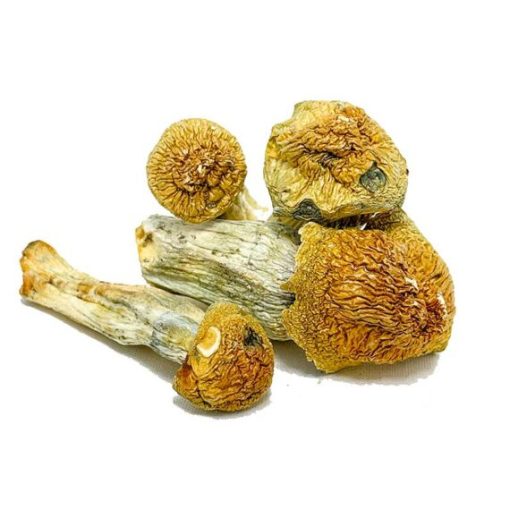 Golden Teacher Magic Mushrooms - Image 3
