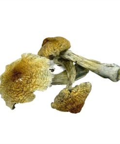 Purple Mystic Magic Mushrooms