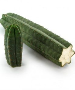 San Pedro Monstrosus