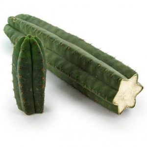 San Pedro Monstrosus