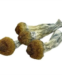 Thai Tanic Magic Mushrooms