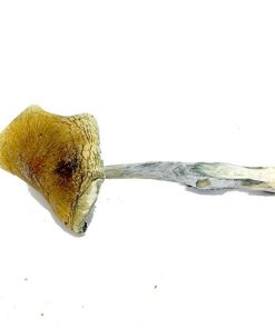 Vietnamese Magic Mushrooms