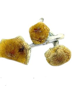 Vietnamese Magic Mushrooms